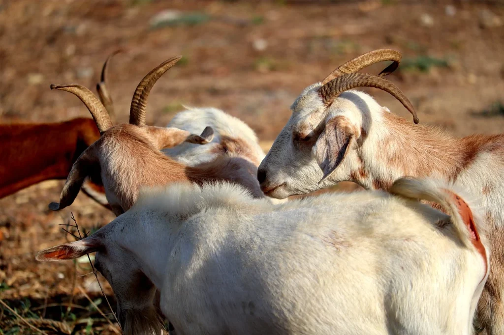 Αρτεμίσιο: Κεραυνός ξεκλήρισε ολόκληρο κοπάδι με κατσίκες