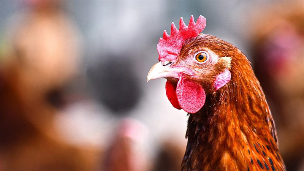 «Καμπανάκι» από τους επιστήμονες για επικείμενο ξέσπασμα της γρίπης των πτηνών