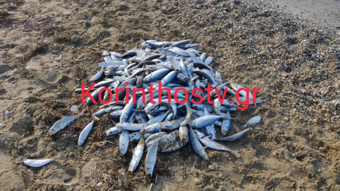 Κορινθία: Γέμισε με νεκρά ψάρια η παραλία στον Άσσο (φώτο)