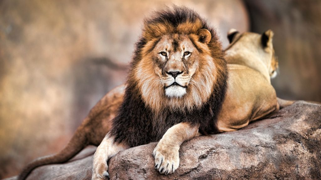 Γκάνα: Λιοντάρια κατασπάραξαν άνδρα σε ζωολογικό κήπο