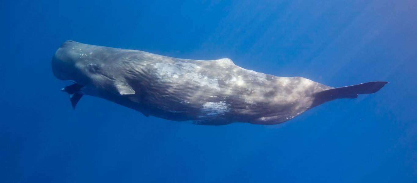 Φάλαινα – φυσητήρας έκανε την εμφάνιση της στο Αιγαίο (φώτο)