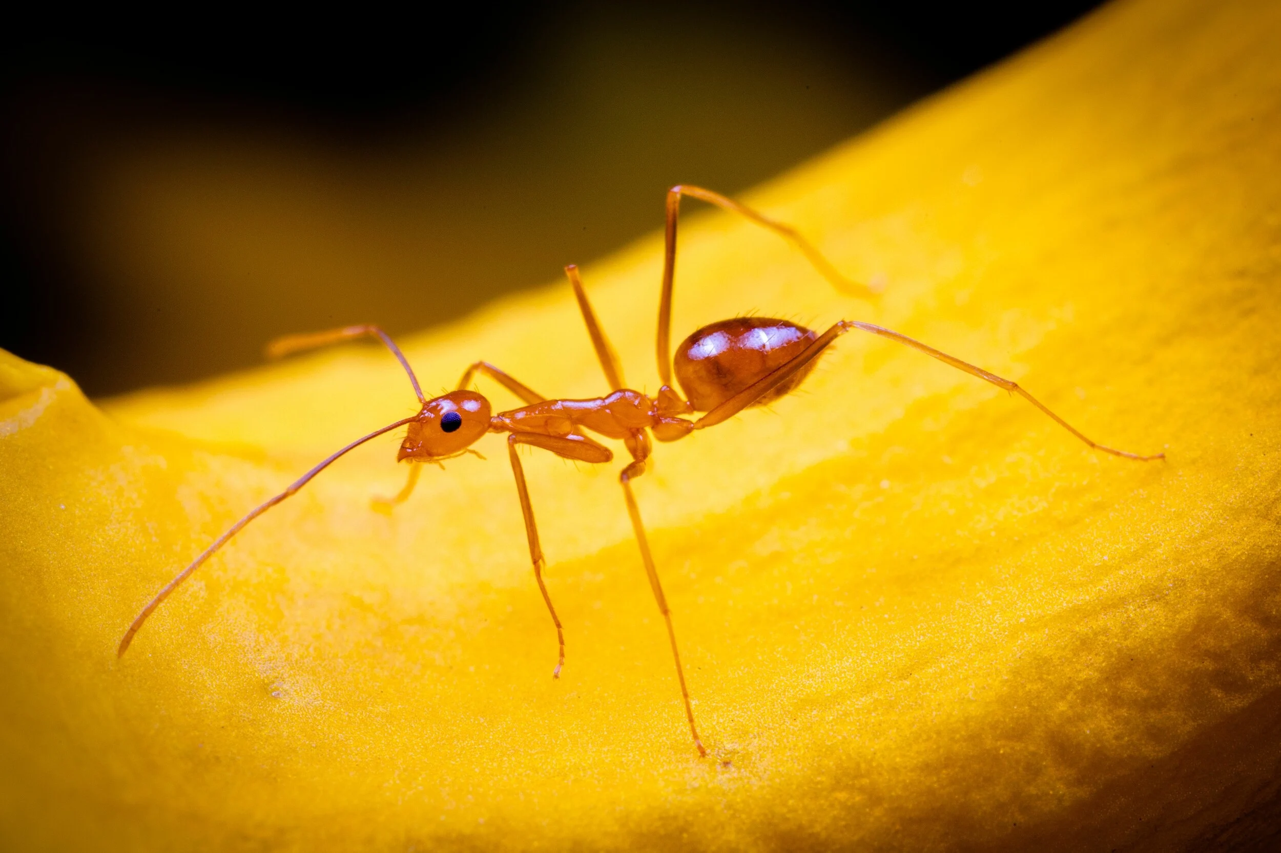 «Χάος» σε χωριά της Ινδίας από τα κίτρινα μυρμήγκια – «Τρώνε οτιδήποτε και τα πάντα» (βίντεο)