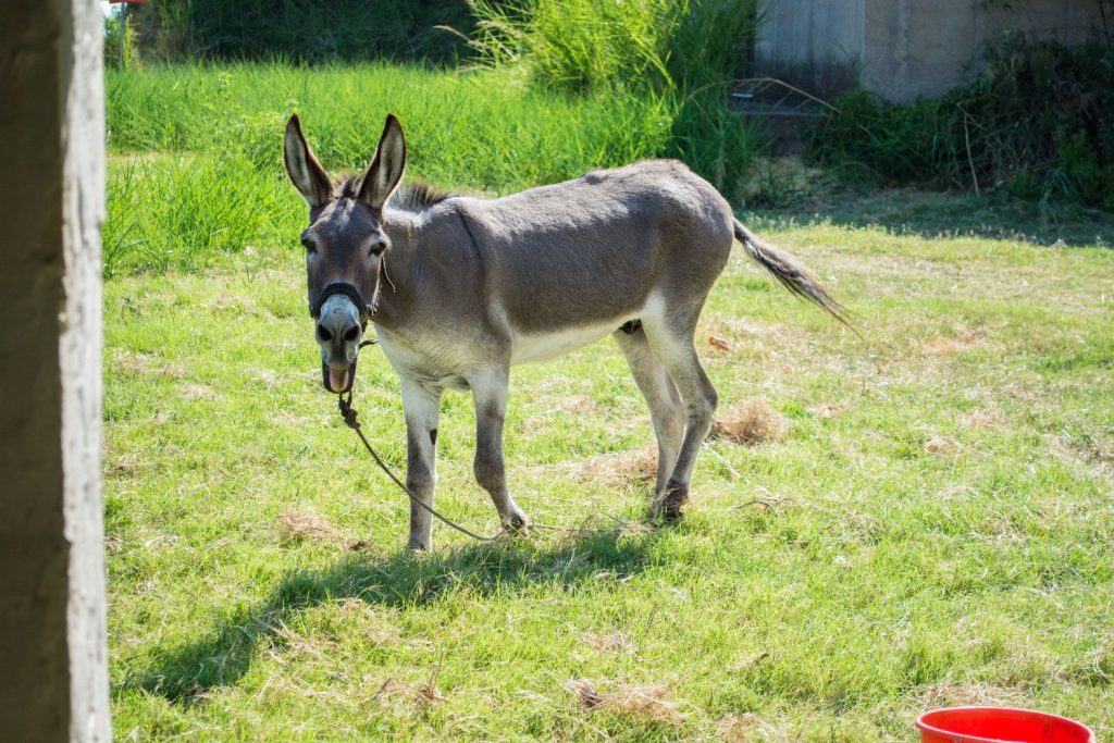 Σε ευθανασία οδηγείται το γαϊδούρι που έσερνε με την καρόστα ο αντιδήμαρχος Ζίτσας