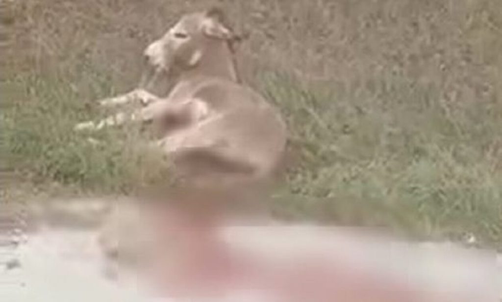 Ζίτσα: Σε άσχημη κατάσταση το γαϊδουράκι που κακοποιήθηκε – Θα μεταφερθεί στην Αττική