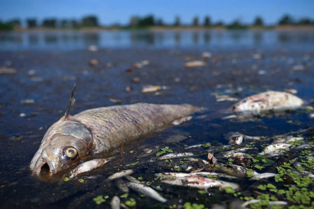 Προβληματισμός με νεκρά ψάρια στον ποταμό Όντερ: Έφτασαν τους 100 τόνους (βίντεο)