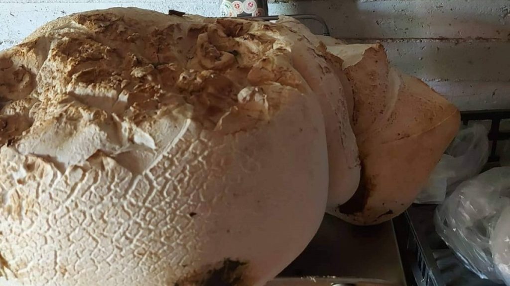 Τεράστιο μανιτάρι βάρους 9 κιλών εντοπίστηκε στον Τετράλοφο Κοζάνης (φωτο)