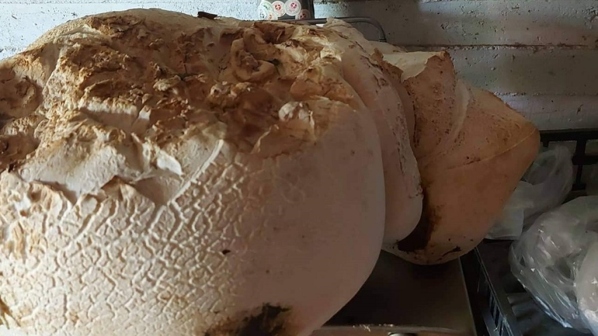 Τεράστιο μανιτάρι βάρους 9 κιλών εντοπίστηκε στον Τετράλοφο Κοζάνης (φωτο)