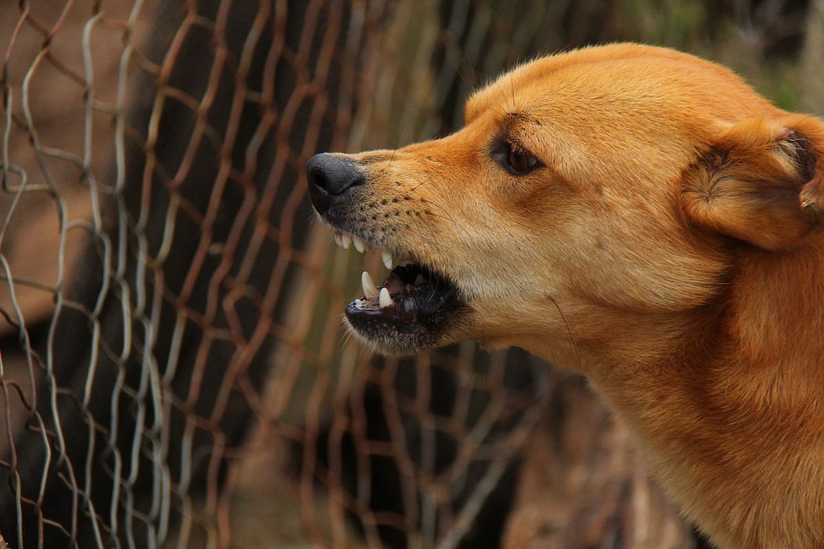 Χανιά: Σκύλος επιτέθηκε σε 57χρονη – «Τρέμω να βγω από το σπίτι» (φώτο)