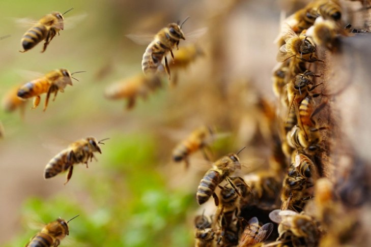 ΗΠΑ: Σε κώμα 20χρονος από Οχάιο που τσιμπήθηκε… 20.000 φορές από μέλισσες-δολοφόνους!
