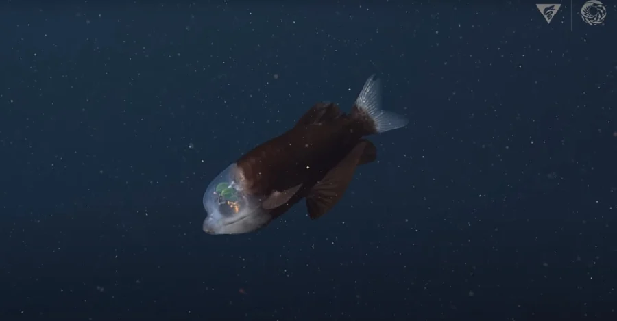 «Barreleye»: Εντοπίστηκε ψάρι με διάφανο κεφάλι και φωτεινά μάτια! (βίντεο)