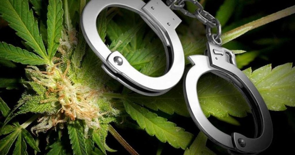 Χαλκιδική: Συνελήφθη 28χρονος – Καλλιεργούσε 7 δενδρύλλια κάνναβης