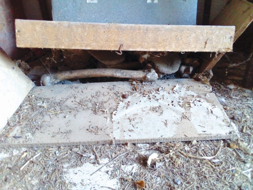 Εικόνες ντροπής από οστεοφυλάκιο-χωματερή στην Κρήτη (βίντεο)