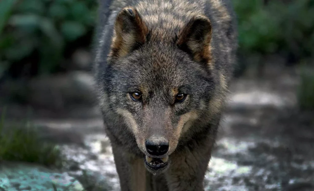 Θεσσαλονίκη: Αύξηση επιθέσεων λύκων σε σκύλους