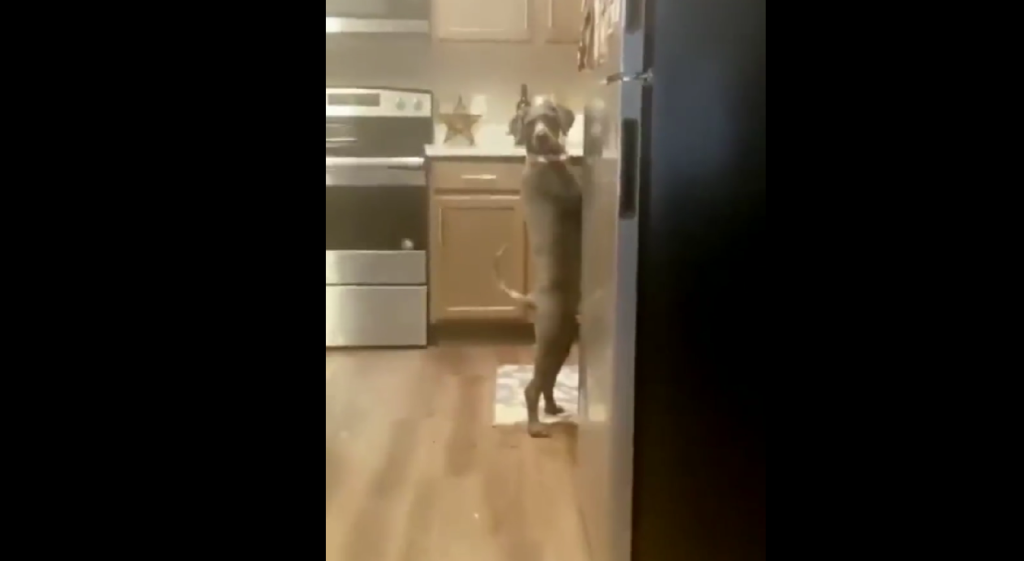 Όταν σε πιάνουν επ’ αυτοφώρω και απλά ενεργείς σαν κύριος (βίντεο)