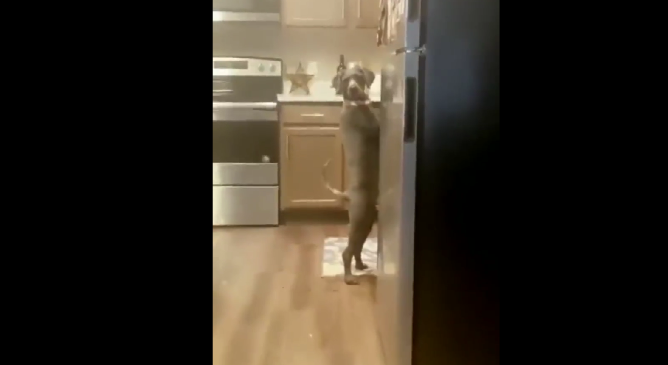 Όταν σε πιάνουν επ’ αυτοφώρω και απλά ενεργείς σαν κύριος (βίντεο)