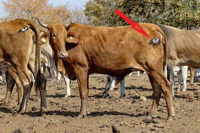 Τρόπος για επιβίωση: Γιατί ζωγραφίζουν μάτια σε βοοειδή;