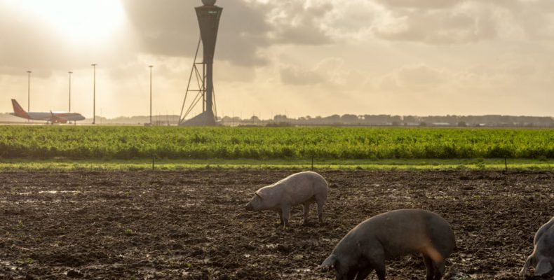 Ολλανδία: Πώς τα γουρούνια κάνουν τις πτήσεις ασφαλείς σε αεροδρόμιο του Άμστερνταμ