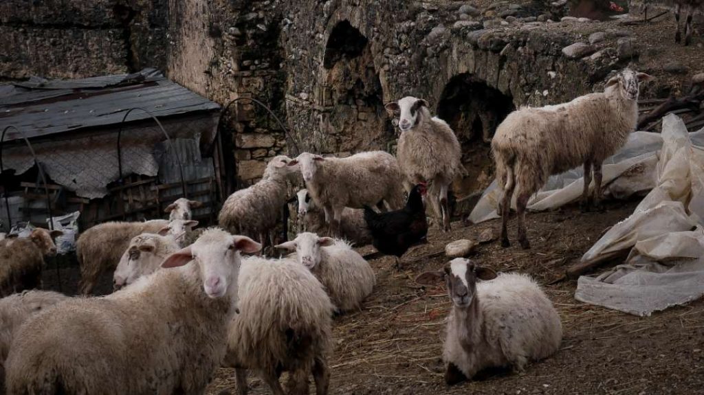 Τύρναβος: Φρικτό θέαμα σε στάβλο – 60 πρόβατα ποδοπατήθηκαν και πέθαναν μετά από επίθεση ζώου