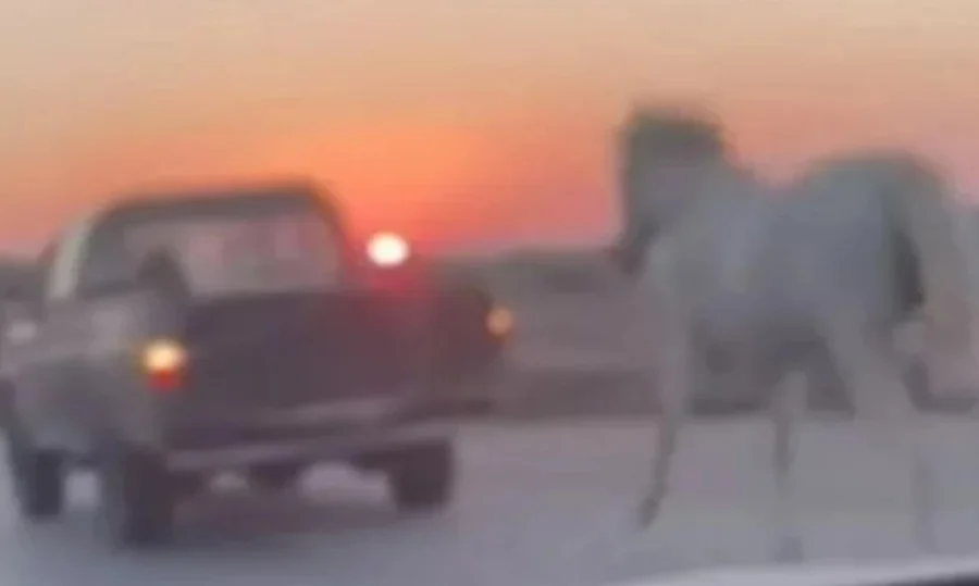 Μύκονος: Άγνωστος έδεσε με σχοινί άλογο και το ανάγκασε να τρέχει πίσω από το αγροτικό του αυτοκίνητο (βίντεο)