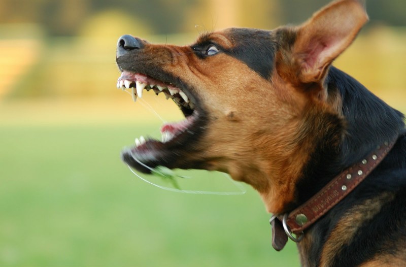 Ηράκλειο: Σοκάρει η επίθεση του σκύλου σε μωρό