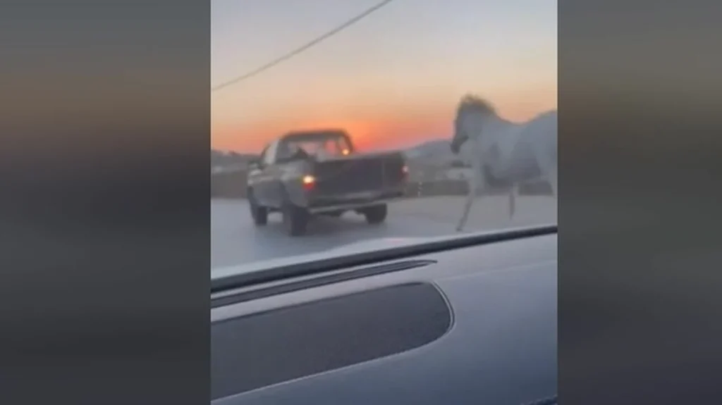 Νέο περιστατικό κακοποίησης ζώου: Έδεσε άλογο με σχοινί και το έσερνε με αγροτικό στη Μύκονο (βίντεο)