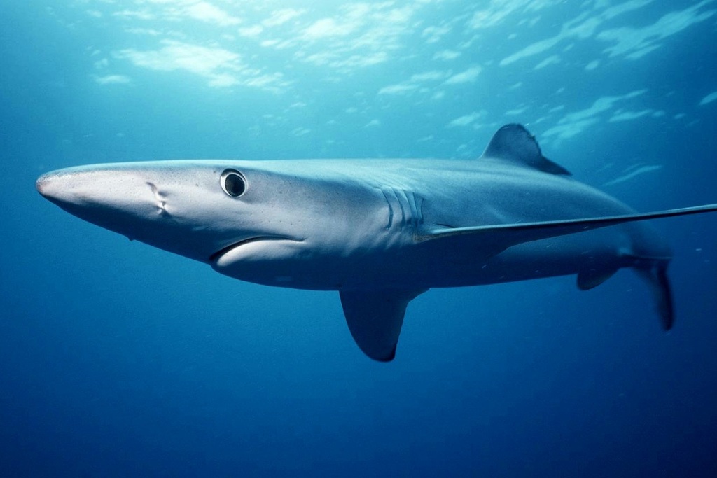 Κύθηρα: Γαλάζιος καρχαρίας «έκοβε» βόλτες στα ανοιχτά του νησιού (βίντεο)