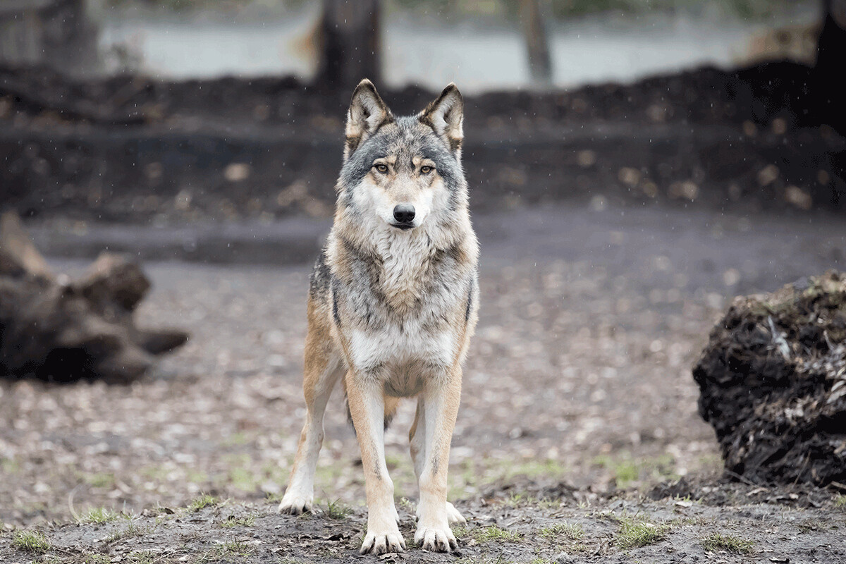 Εμφανίστηκαν λύκοι στη Θεσσαλονίκη – Κατασπαράζουν σκυλιά σε χωριά του δήμου Χαλκηδόνος