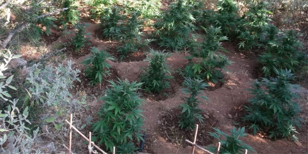 Mυλοπόταμος: Συνελήφθησαν κάτοικοι που είχαν απλώσει δενδρύλια κάνναβης σε υπόγειο για να τα αποξηράνουν (φώτο)