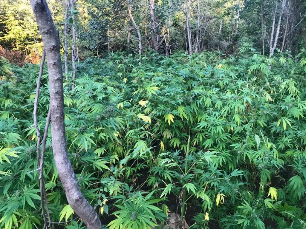 Τρίπολη: Συνελήφθησαν τέσσερα άτομα για καλλιέργεια φυτείας κάνναβης