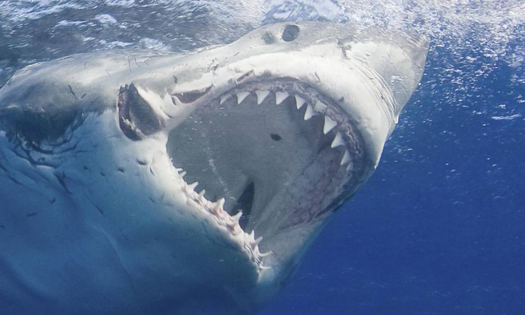 Εσύ ήξερες ότι οι καρχαρίες… προτιμούν να τρώνε άντρες;