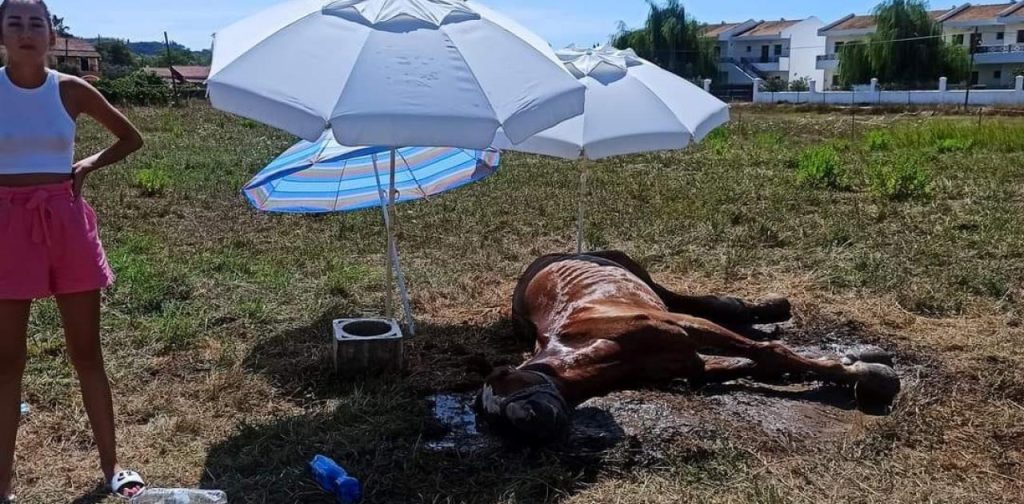 Κέρκυρα: Απάνθρωπη μεταχείριση αλόγου από τον ιδιοκτήτη του – Το άφησε χωρίς τροφή και νερό και πέθανε