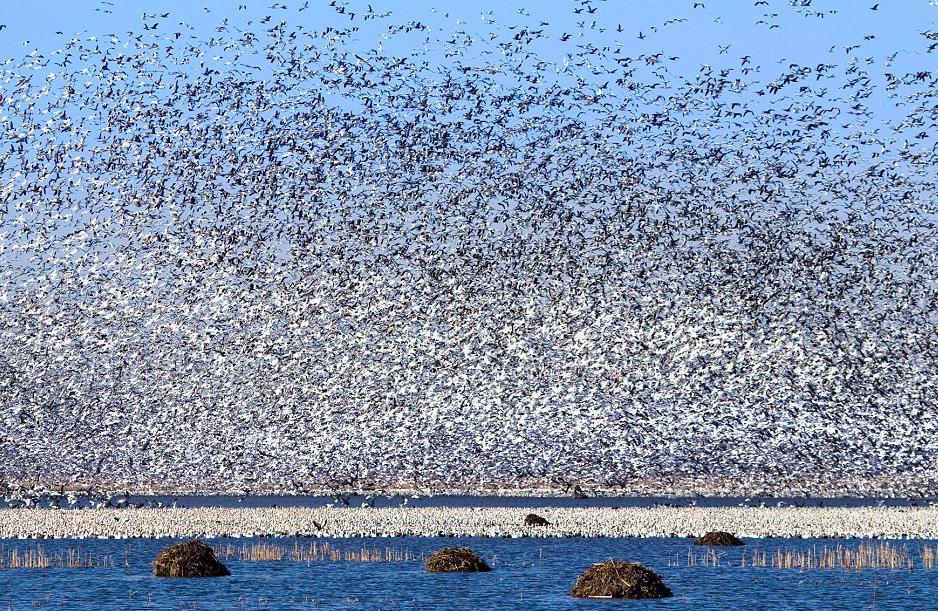 Εντυπωσιακές εικόνες από τη μαζική… φυγή 1.3 εκατ. χηνών! (φωτο)