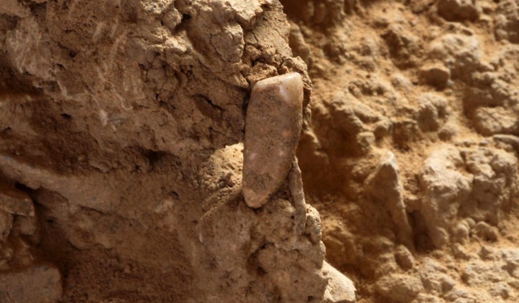 Αρχαιολόγοι στη Γεωργία ανακάλυψαν δόντι 1,8 εκατομμυρίων χρόνων