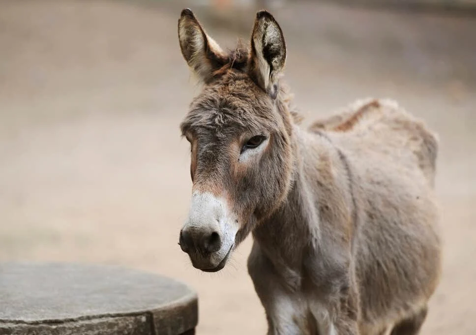 Γάιδαροι: Η ανάλυση του γονιδιώματός τους αποκάλυψε πότε και πού εξημερώθηκαν