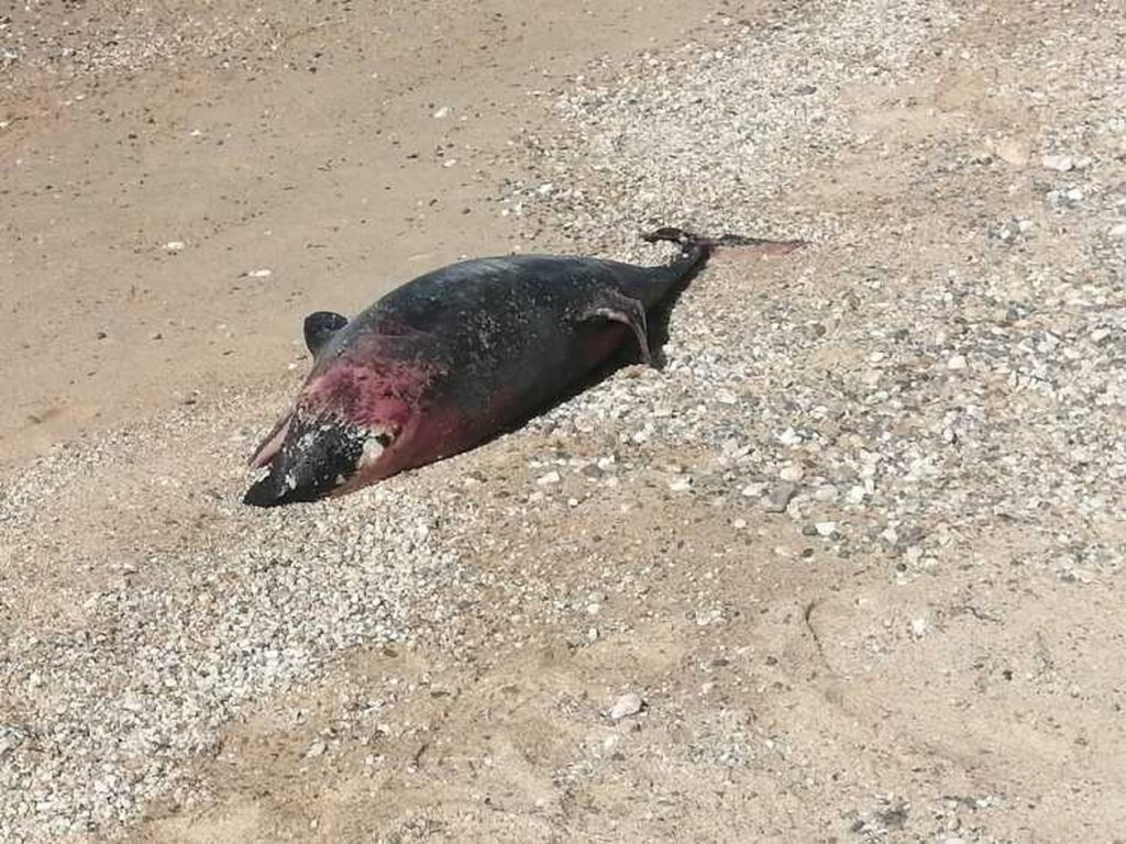 Χαλκιδική: Λουόμενοι εντόπισαν νεκρό δελφίνι στην παραλία Πορταριάς