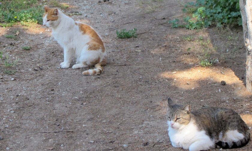 Κρέστενα: Δηλητηρίασαν και θανάτωσαν τέσσερις γάτες