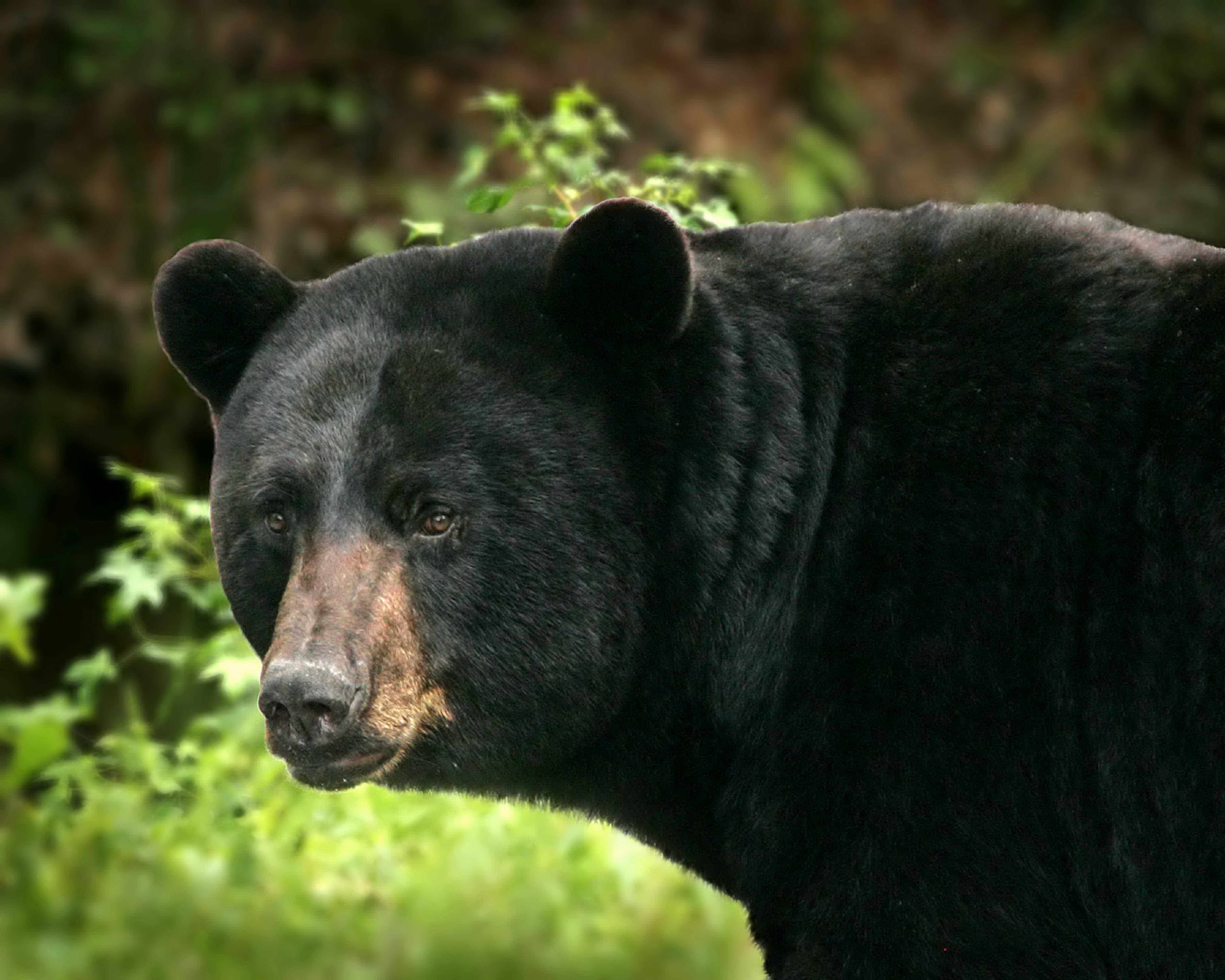 ΗΠΑ: Αρκούδα πήγε «απρόσκλητη» σε παιδικό πάρτι – Έφαγε όλα τα κεκάκια (βίντεο)