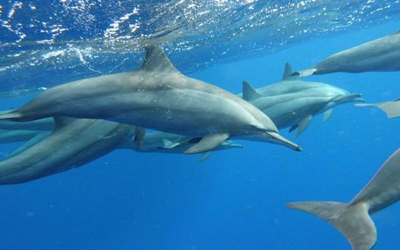 Ανιχνεύθηκε για πρώτη φορά κρούσμα της γρίπης των πτηνών σε κητώδη θηλαστικά