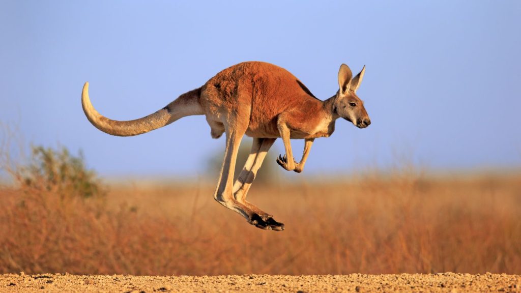 Αυστραλία: Νεκρός ηλικιωμένος άνδρας από επίθεση καγκουρό που είχε ως κατοικίδιο