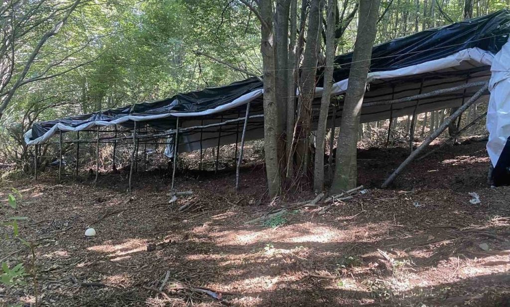 Μαγνησία: Εντοπίστηκε μεγάλη φυτεία κάνναβης με 2.440 δενδρύλλια στην περιοχή Ζαγορά