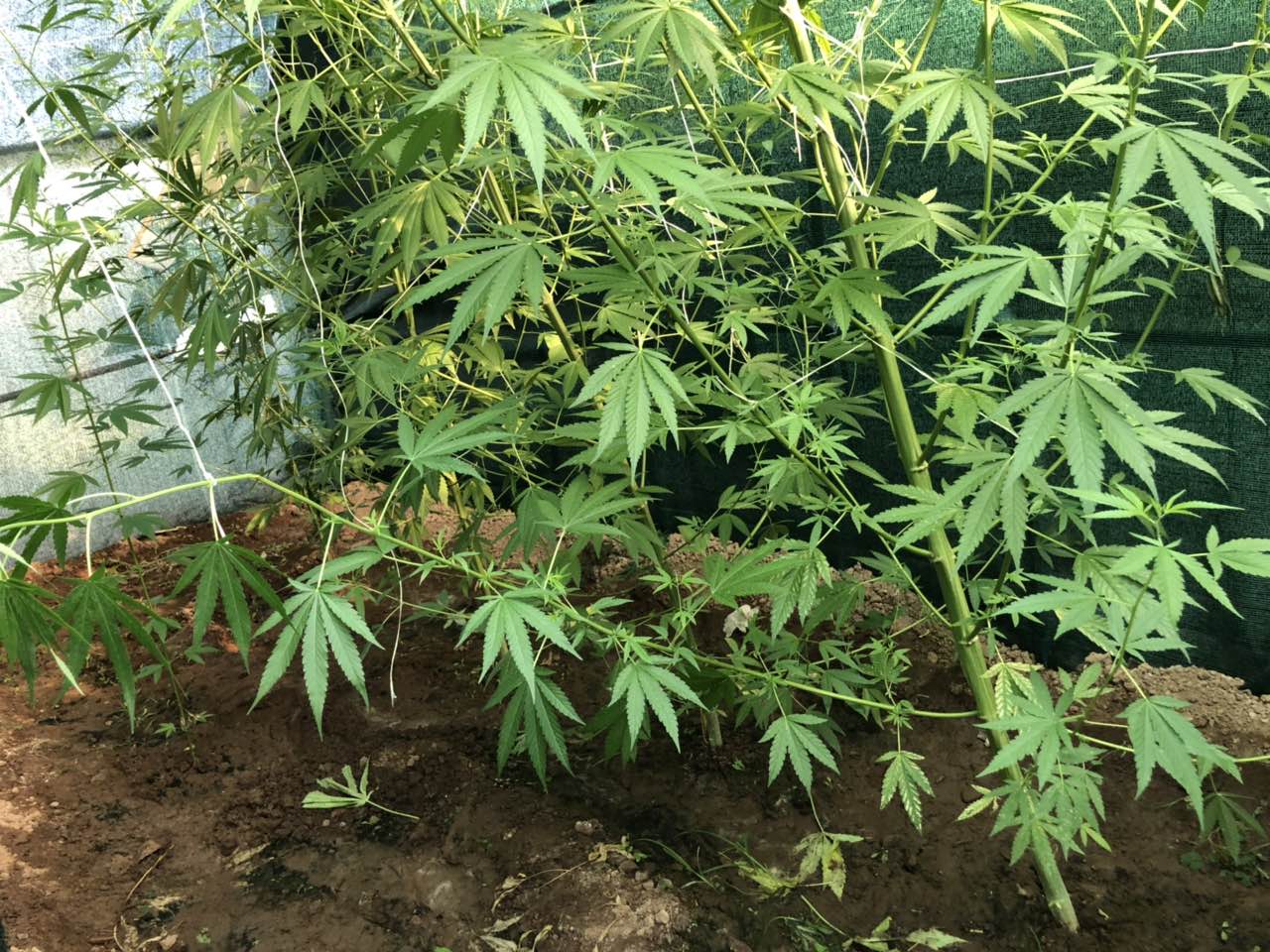 Θεσσαλονίκη: Φυτεία με 90 δενδρύλλια κάνναβης εντοπίστηκε σε αυλή μονοκατοικίας – Βίντεο