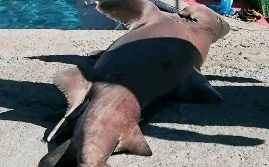 Κρήτη: Μεγάλος αλεποκαρχαρίας πιάστηκε από ψαράδες στα Χανιά