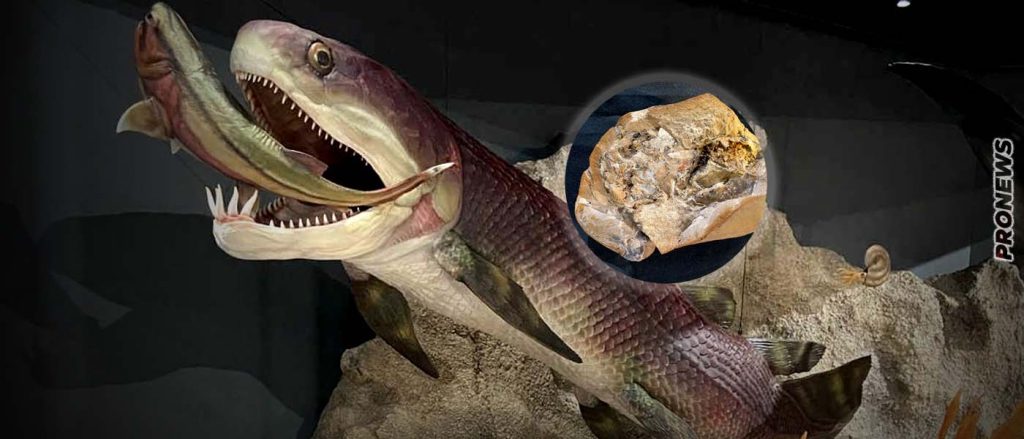 Ανακαλύφτηκε η αρχαιότερη καρδιά στον κόσμο ηλικίας 380 εκατ. ετών! – «Είναι τρισδιάστατη και καλοδιατηρημένη»