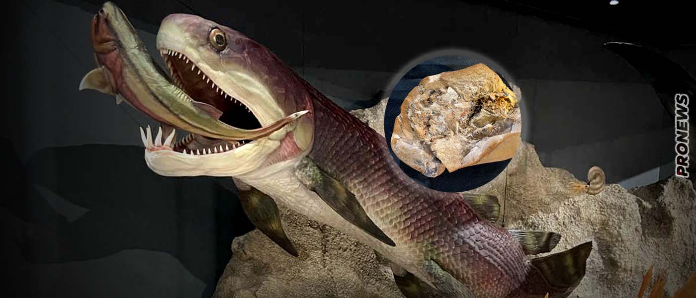 Ανακαλύφτηκε η αρχαιότερη καρδιά στον κόσμο ηλικίας 380 εκατ. ετών! – «Είναι τρισδιάστατη και καλοδιατηρημένη»