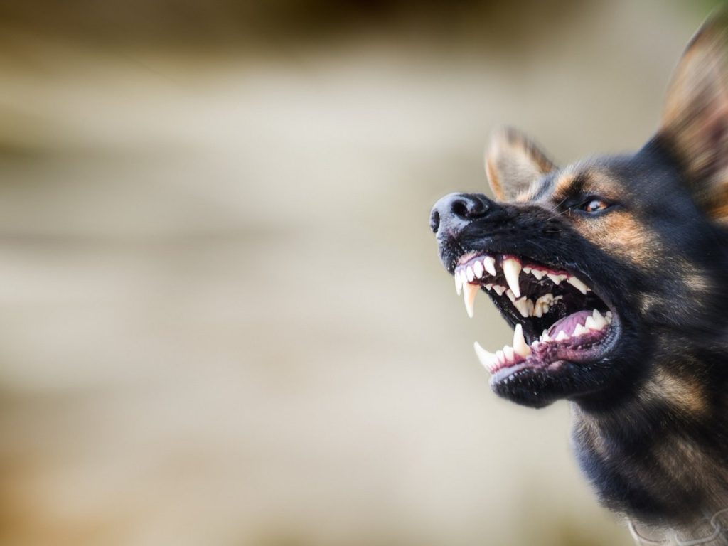 Βόλος: Επίθεση σκύλου σε 40χρονο – Συνελήφθη ο ιδιοκτήτης του