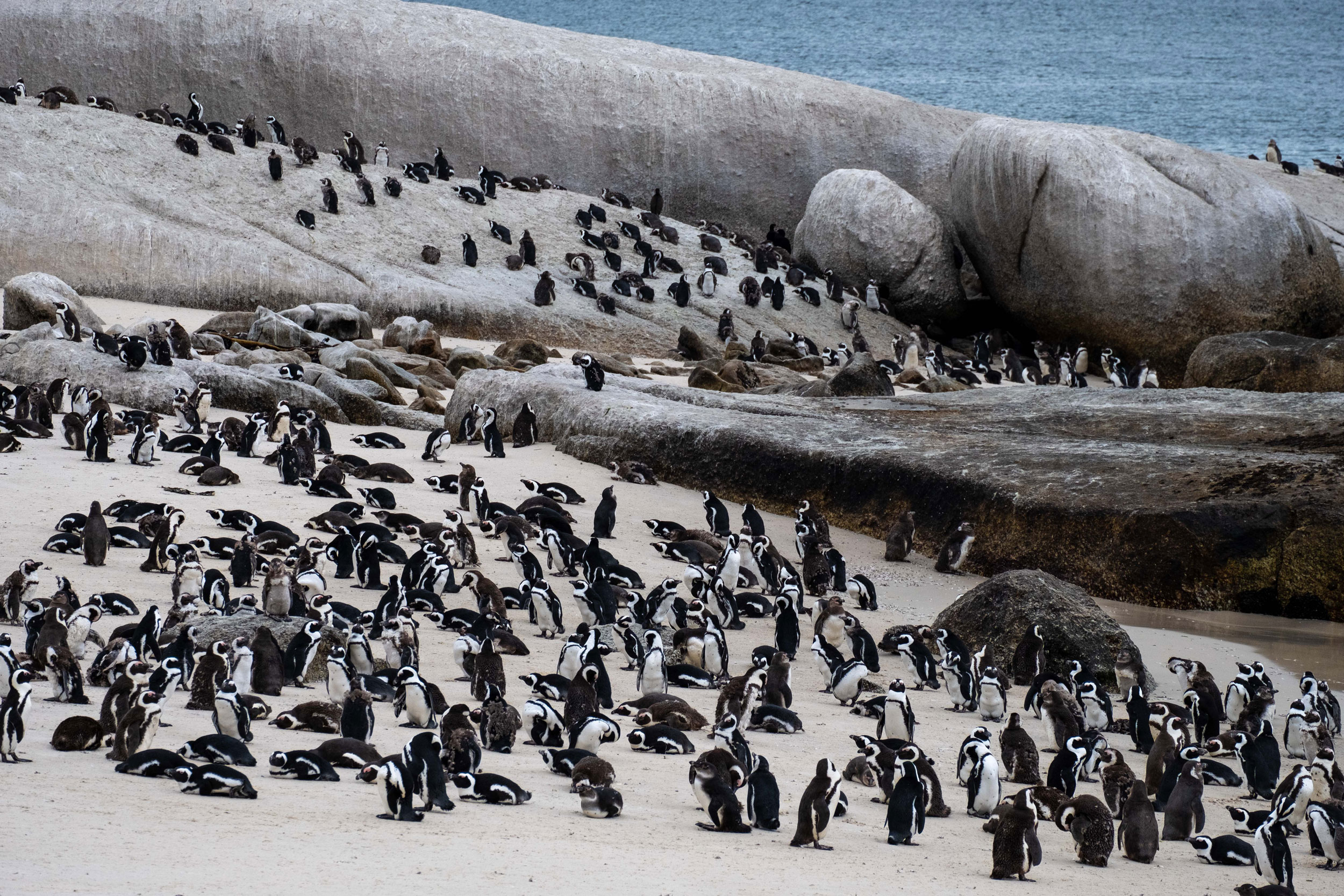 Νότια Αφρική: Εντοπίστηκαν κρούσματα γρίπης των πτηνών σε πιγκουίνους