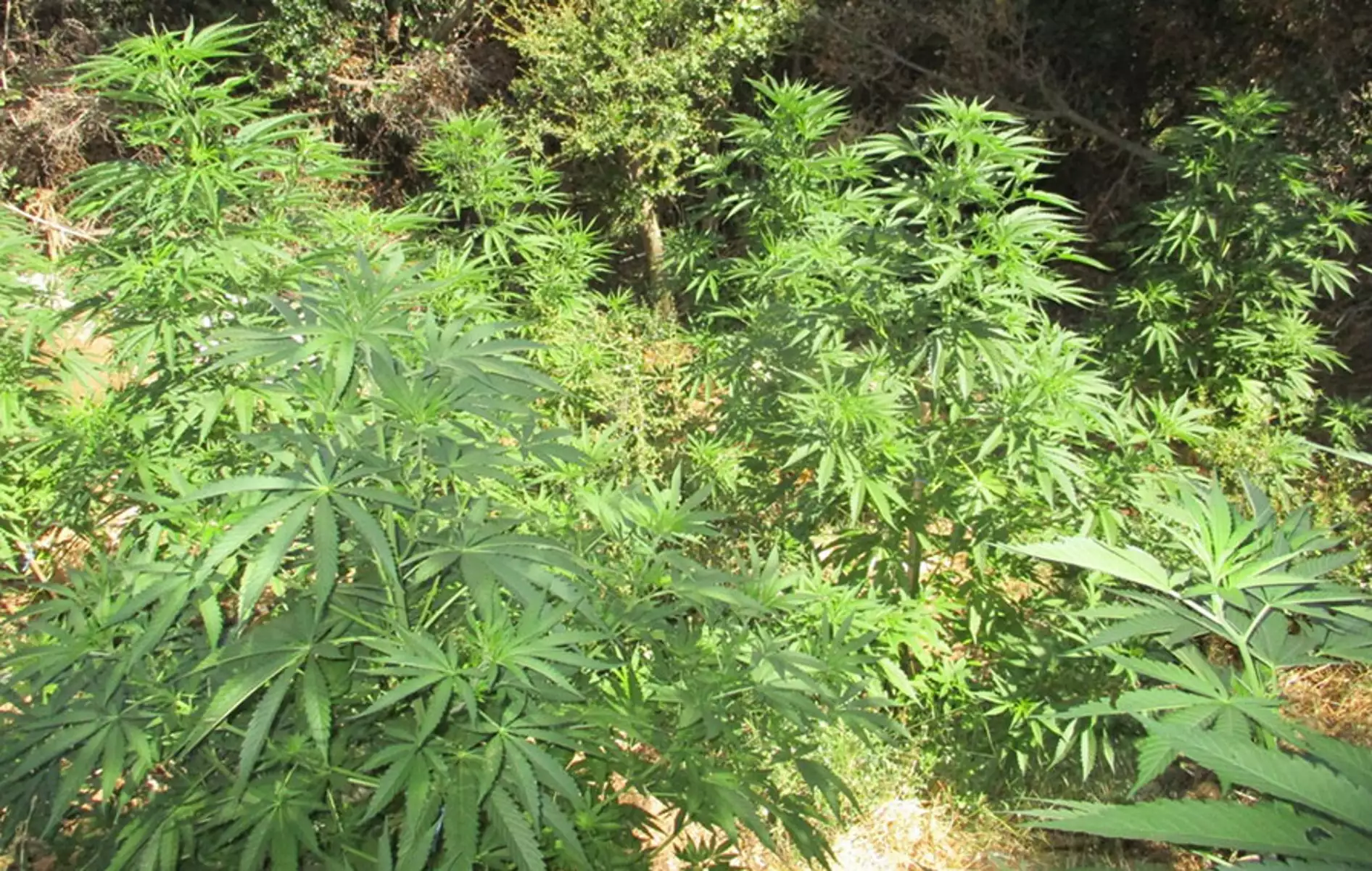 Ζαγορά Πηλίου: Εντοπίστηκε τεράστια φυτεία κάνναβης
