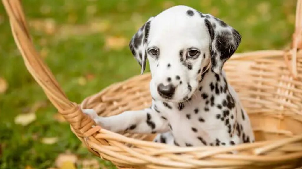 Βόλος: Πρόστιμο 30.000 ευρώ σε 56χρονο άνδρα που θανάτωσε με φόλα αδέσποτο σκύλο