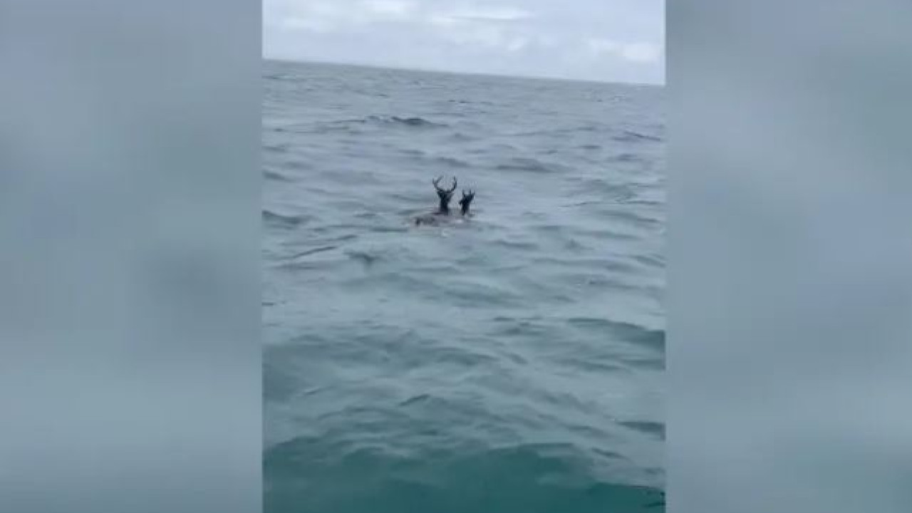Ψαράδες εντόπισαν δύο ελάφια να… κολυμπούν στον Ατλαντικό Ωκεανό (βίντεο)