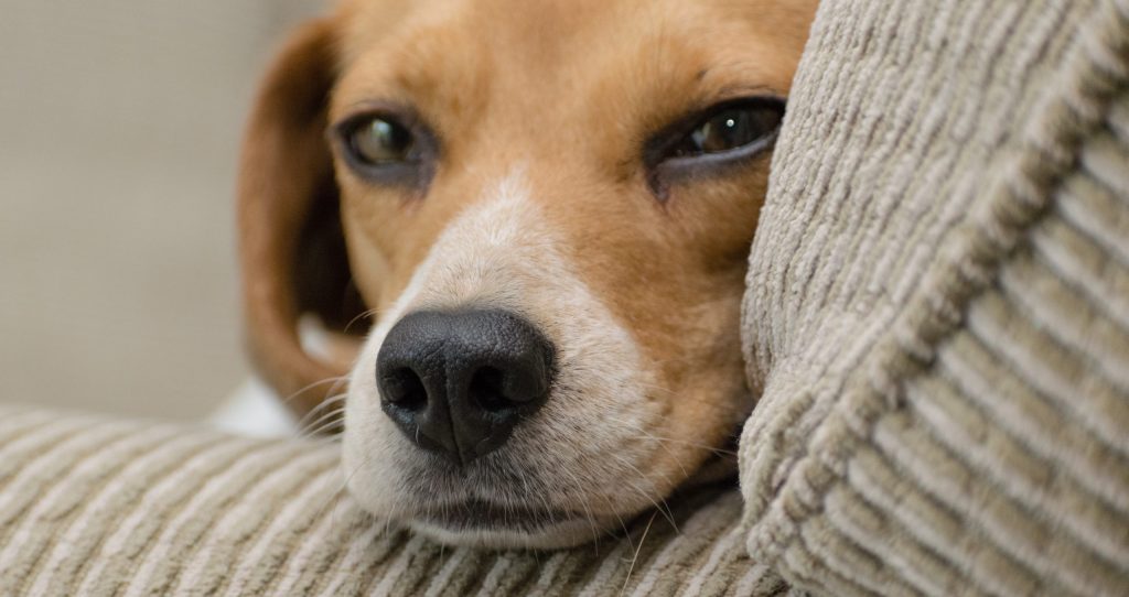 Βόλος: Πρόστιμο 30.000 ευρώ σε 56χρονο που δηλητηρίασε σκύλο